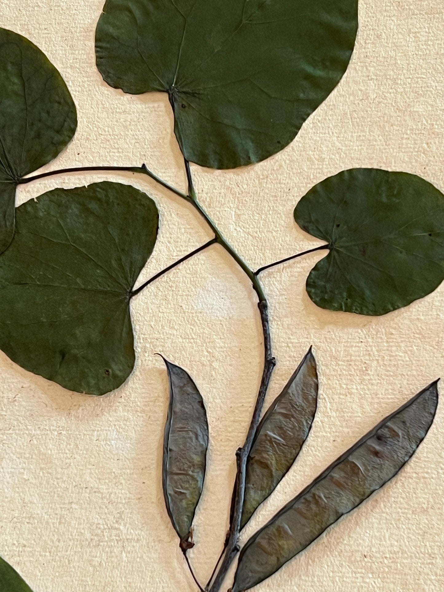 Real pressed leaves framed-Eastern Redbud Herbarium