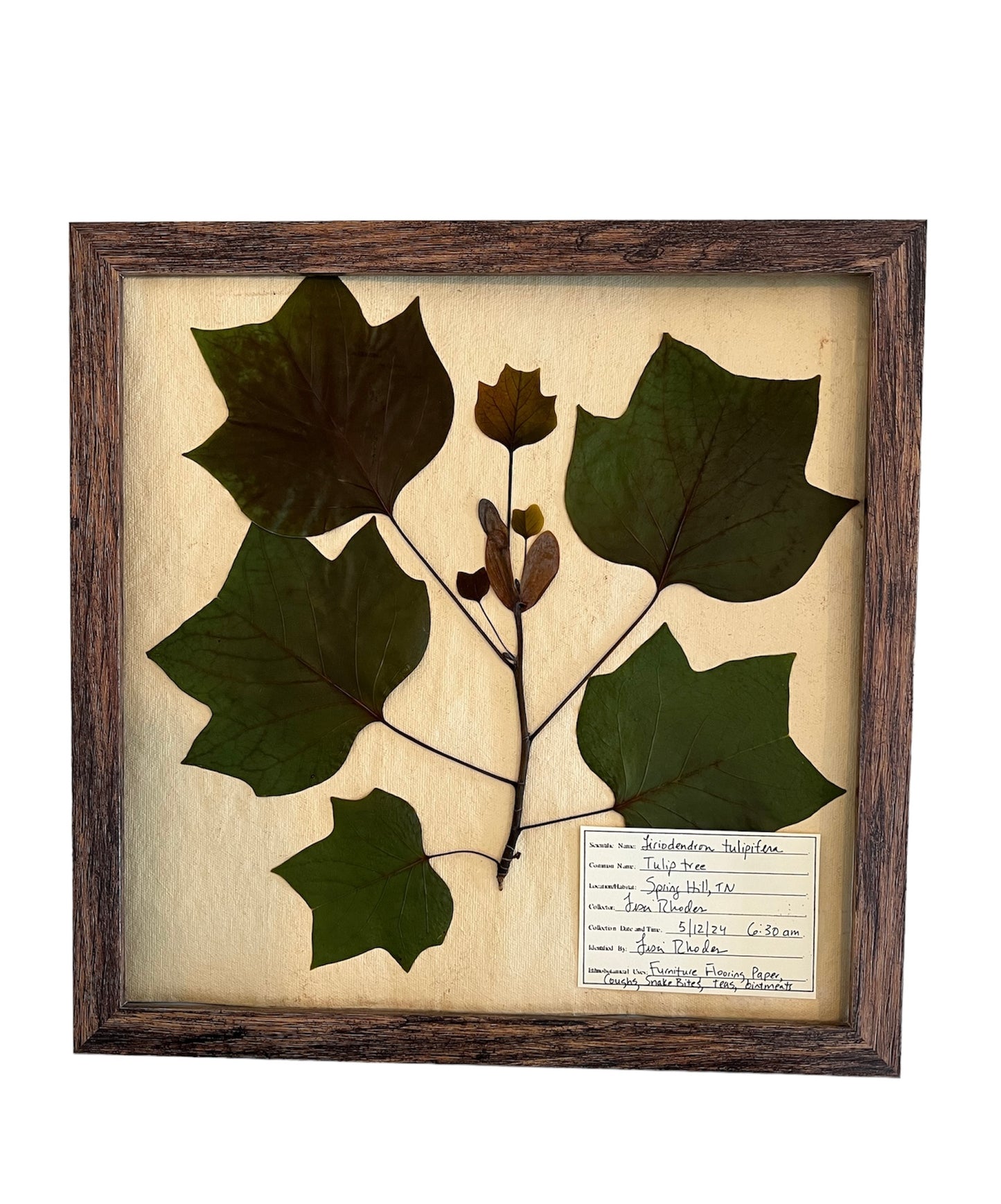 Tulip Tree Herbarium