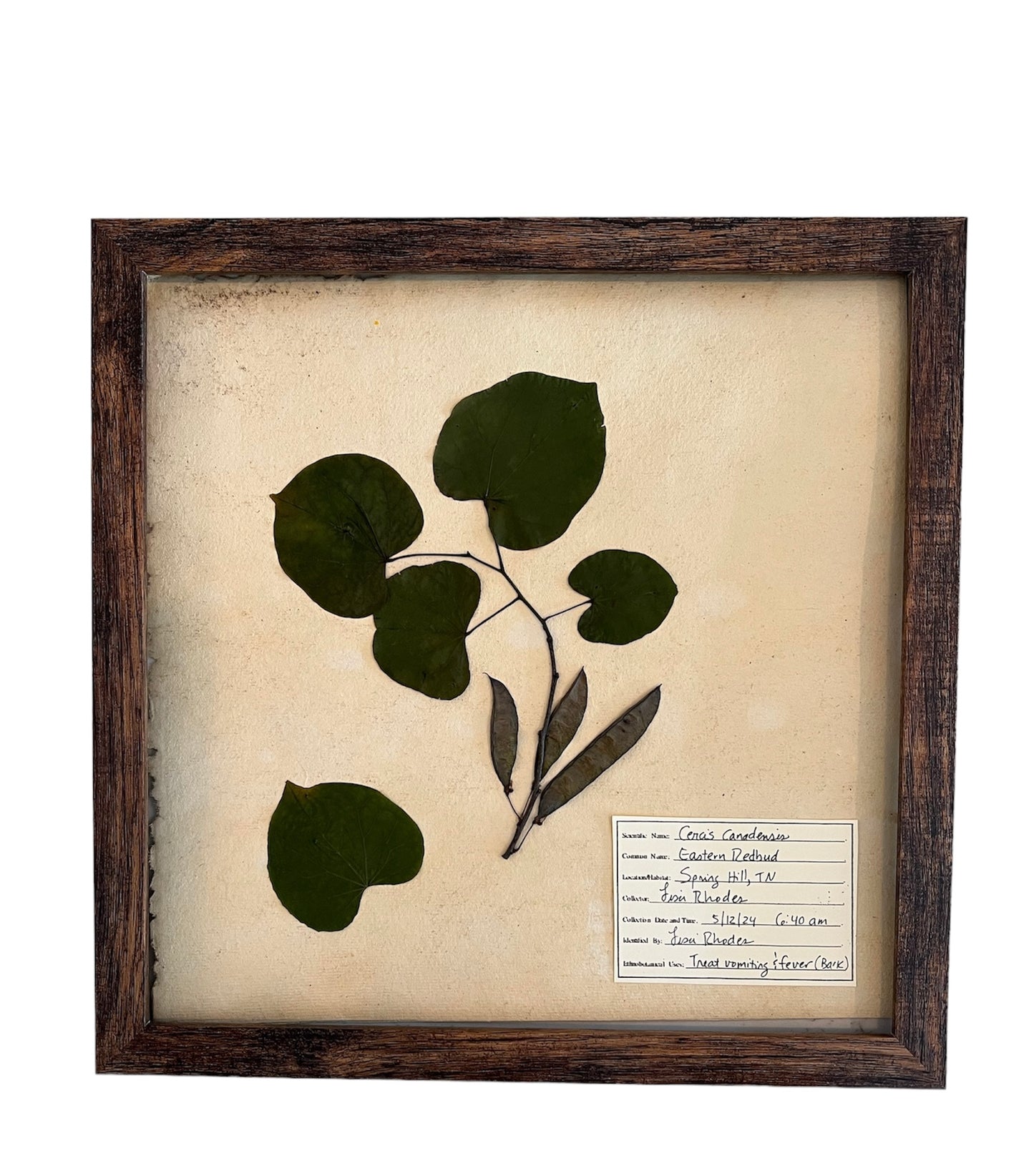 Real pressed leaves framed-Eastern Redbud Herbarium