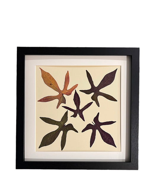 Real pressed Japanese Maple Leaves- framed