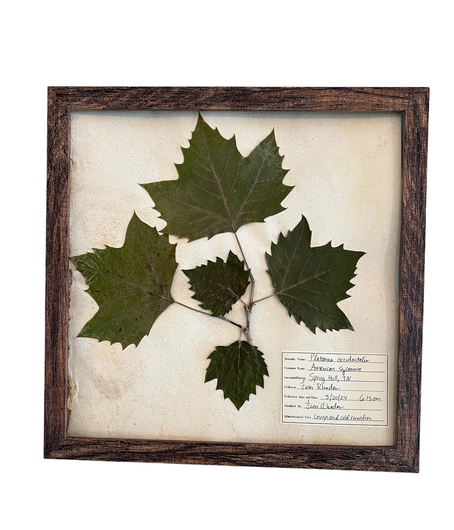 Pressed Leaves framed American sycamore herbarium