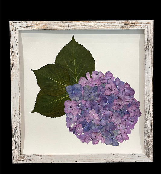 Large Hydrangea