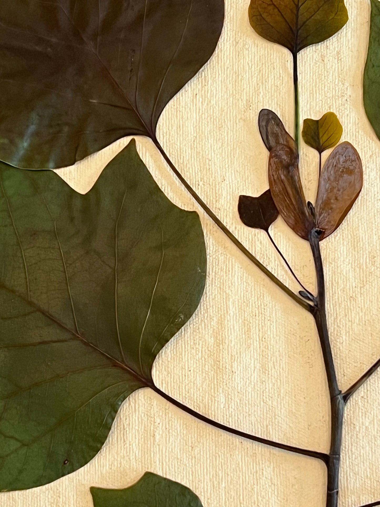 Tulip Tree Herbarium